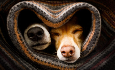couple of dogs in love sleeping together under the blanket in bed in heart form, warm and cozy and cuddly