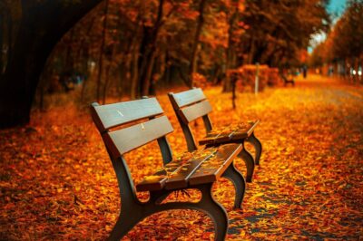 Autumn Park Bench