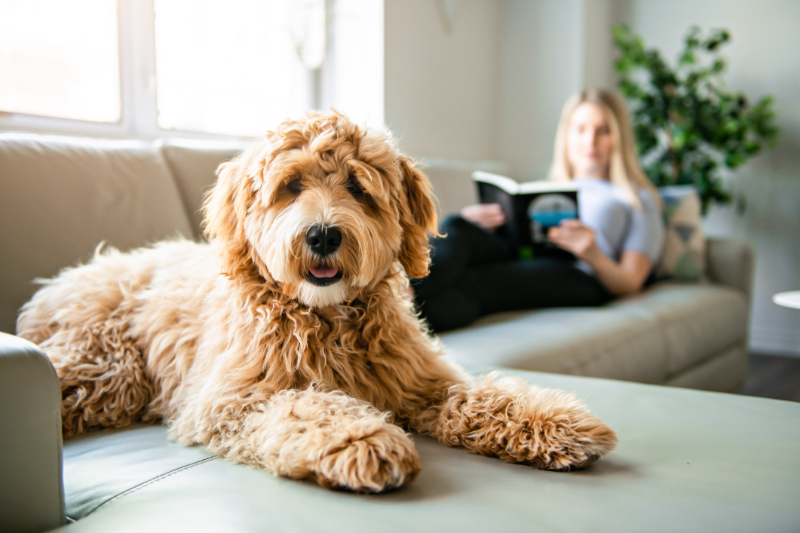 latest trends in pet-friendly home design