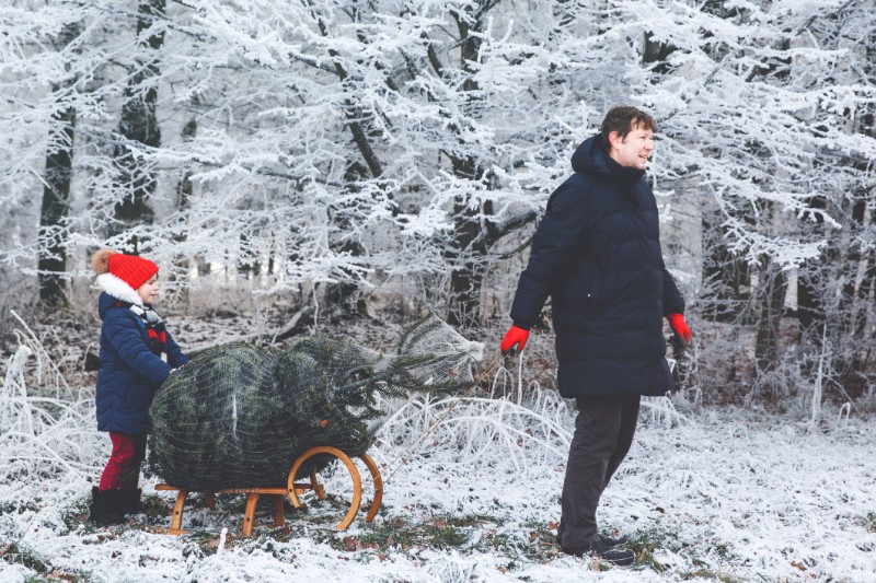 Happy little girl and dad pushing Christmas tree on sleigh.